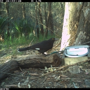 Strepera graculina at Murrah, NSW - 2 Oct 2024 by AP