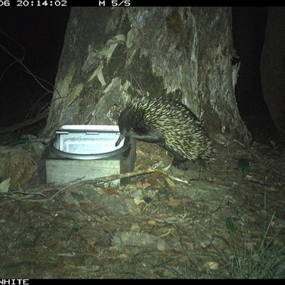 Tachyglossus aculeatus (Short-beaked Echidna) at Murrah, NSW - 6 Nov 2024 by AP