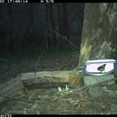 Eopsaltria australis at Murrah, NSW - 30 Sep 2024 05:48 PM