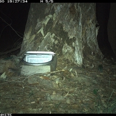 Antechinus agilis at Murrah, NSW - 30 Oct 2024 07:27 PM