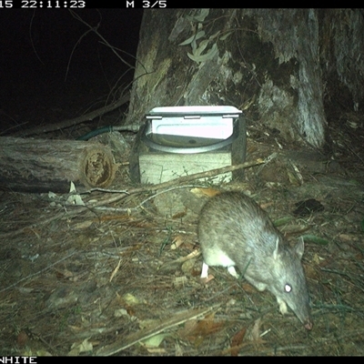 Perameles nasuta (Long-nosed Bandicoot) at Murrah, NSW - 15 Oct 2024 by AP