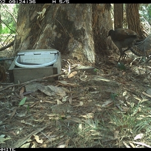 Menura novaehollandiae at Murrah, NSW - 2 Dec 2024 by AP