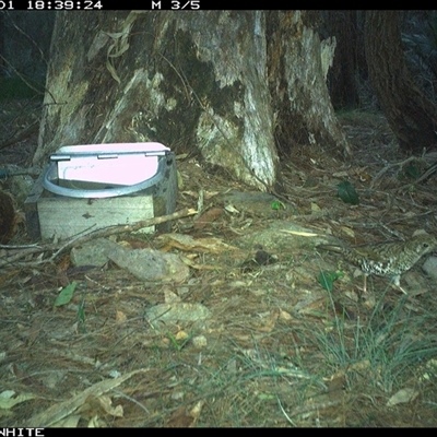 Zoothera lunulata (Bassian Thrush) at Murrah, NSW - 1 Dec 2024 by AP