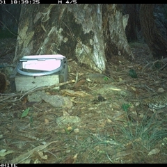 Zoothera lunulata at Murrah, NSW - 1 Dec 2024 06:39 PM