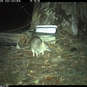 Perameles nasuta at Murrah, NSW - 15 Oct 2024 by AP