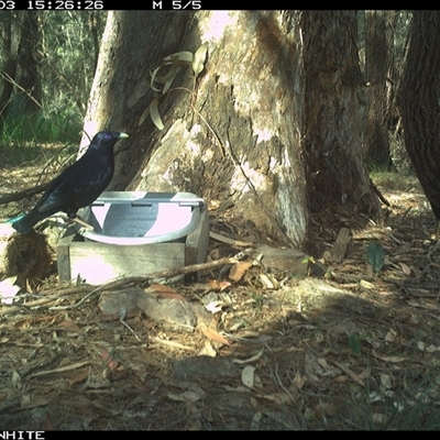 Ptilonorhynchus violaceus (Satin Bowerbird) at Murrah, NSW - 3 Nov 2024 by AP