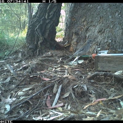 Colluricincla harmonica (Grey Shrikethrush) at Murrah, NSW - 16 Sep 2024 by AP