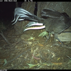 Menura novaehollandiae at Murrah, NSW - 12 Sep 2024 by AP