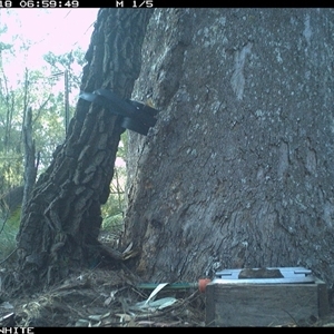 Cervus unicolor at Murrah, NSW - 18 Sep 2024 by AP