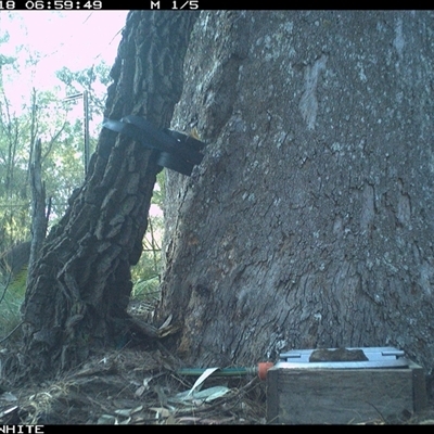 Cervus unicolor (Sambar Deer) at Murrah, NSW - 18 Sep 2024 by AP