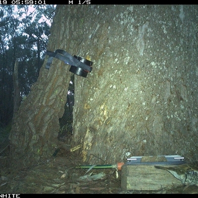 Zoothera lunulata (Bassian Thrush) at Murrah, NSW - 19 Sep 2024 by AP