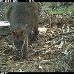 Wallabia bicolor (Swamp Wallaby) at Murrah, NSW - 19 Nov 2024 by AP
