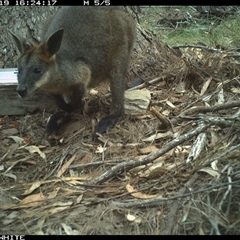 Wallabia bicolor at Murrah, NSW - 19 Nov 2024 04:24 PM