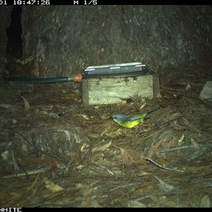 Eopsaltria australis at Murrah, NSW - 1 Nov 2024 by AP