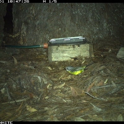 Eopsaltria australis (Eastern Yellow Robin) at Murrah, NSW - 1 Nov 2024 by AP