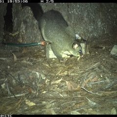 Trichosurus vulpecula (Common Brushtail Possum) at Murrah, NSW - 31 Oct 2024 by AP
