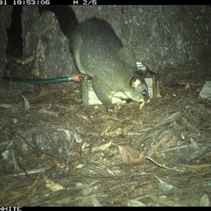 Trichosurus vulpecula at Murrah, NSW - 31 Oct 2024 by AP