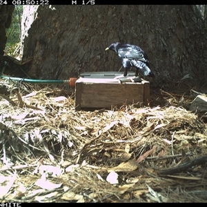 Corvus coronoides at Murrah, NSW - 24 Oct 2024 by AP