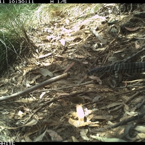 Varanus rosenbergi at Murrah, NSW - 11 Oct 2024 by AP