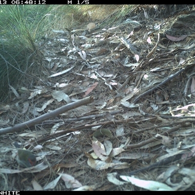 Neochmia temporalis (Red-browed Finch) at Murrah, NSW - 13 Oct 2024 by AP