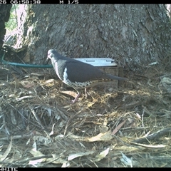 Leucosarcia melanoleuca (Wonga Pigeon) at Murrah, NSW - 26 Oct 2024 by AP