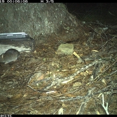 Rattus fuscipes (Bush Rat) at Murrah, NSW - 19 Nov 2024 by AP
