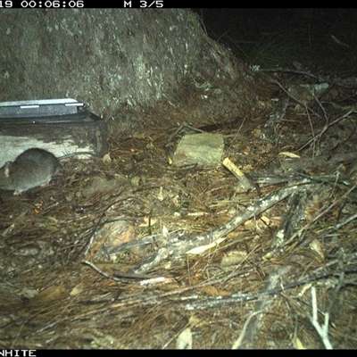 Rattus fuscipes (Bush Rat) at Murrah, NSW - 19 Nov 2024 by AP