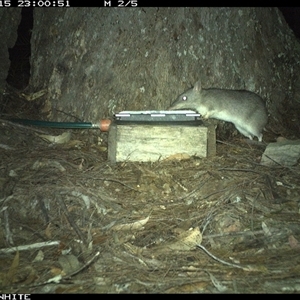Perameles nasuta at Murrah, NSW - 15 Oct 2024 by AP
