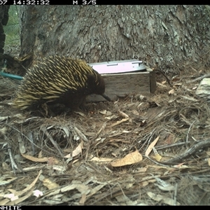 Tachyglossus aculeatus at Murrah, NSW - 7 Nov 2024 by AP