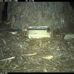 Antechinus agilis (Agile Antechinus) at Murrah, NSW - 13 Oct 2024 by AP