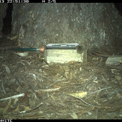Antechinus agilis (Agile Antechinus) at Murrah, NSW - 13 Oct 2024 by AP