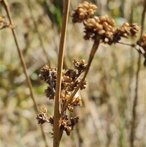 Juncus sp. at Bruce, ACT - Today by WalkYonder