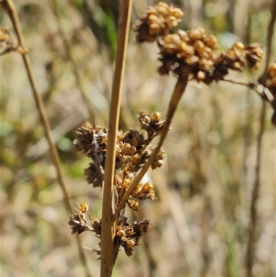 Juncus (genus) (A Rush) at Bruce, ACT - 5 Jun 2025 by WalkYonder