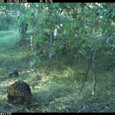 Tachyglossus aculeatus (Short-beaked Echidna) at Wapengo, NSW - 26 Aug 2024 by MelissaSelbyBrown