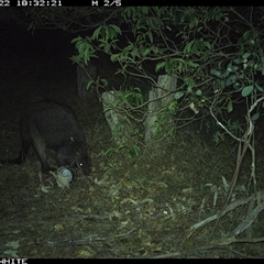 Wallabia bicolor (Swamp Wallaby) at Wapengo, NSW - 22 Sep 2024 by MelissaSelbyBrown