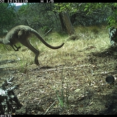 Macropus giganteus (Eastern Grey Kangaroo) at Wapengo, NSW - 2 Dec 2024 by MelissaSelbyBrown