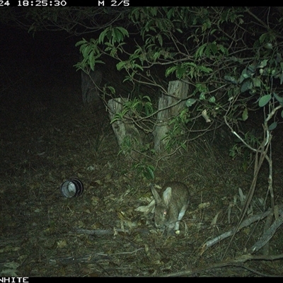 Oryctolagus cuniculus (European Rabbit) at Wapengo, NSW - 24 Sep 2024 by MelissaSelbyBrown