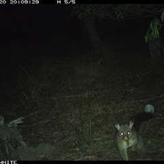 Trichosurus vulpecula (Common Brushtail Possum) at Wapengo, NSW - 20 Nov 2024 by MelissaSelbyBrown