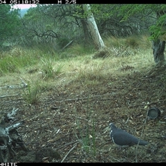 Leucosarcia melanoleuca (Wonga Pigeon) at Wapengo, NSW - 4 Dec 2024 by MelissaSelbyBrown