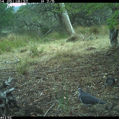 Leucosarcia melanoleuca (Wonga Pigeon) at Wapengo, NSW - 4 Dec 2024 by MelissaSelbyBrown