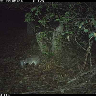 Perameles nasuta (Long-nosed Bandicoot) at Wapengo, NSW - 23 Oct 2024 by MelissaSelbyBrown