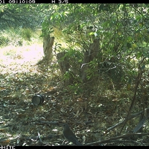 Colluricincla harmonica at Wapengo, NSW - 1 Oct 2024 by MelissaSelbyBrown