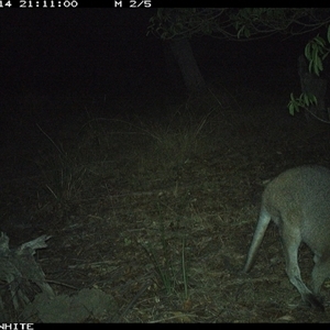 Notamacropus rufogriseus at Wapengo, NSW - 14 Nov 2024 by MelissaSelbyBrown