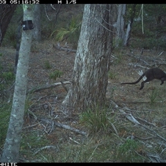 Wallabia bicolor (Swamp Wallaby) at Wapengo, NSW - 3 Nov 2024 by MelissaSelbyBrown