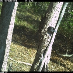 Macropus giganteus (Eastern Grey Kangaroo) at Wapengo, NSW - 25 Oct 2024 by MelissaSelbyBrown