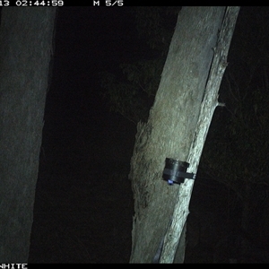 Unverified Mammal at Wapengo, NSW - 13 Sep 2024 by MelissaSelbyBrown