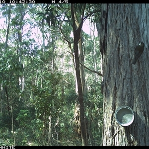 Cormobates leucophaea at Wapengo, NSW - 10 Sep 2024 by Pigram