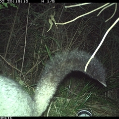 Trichosurus vulpecula (Common Brushtail Possum) at Wapengo, NSW - 2 Oct 2024 by Pigram