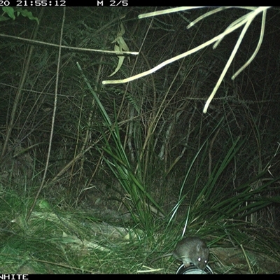 Rattus fuscipes (Bush Rat) at Wapengo, NSW - 20 Sep 2024 by Pigram