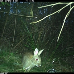 Oryctolagus cuniculus (European Rabbit) at Wapengo, NSW - 22 Sep 2024 by Pigram